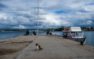 Севастополь — город моряков, рыбаков и... кошек