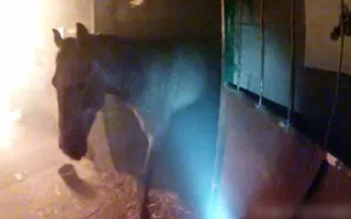 Лошадей спасали из пылающей конюшни в Севастополе