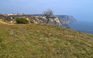 В ноябре на Фиоленте зацвёл шафран