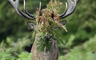 Самых забавных животных мира выбрали эксперты