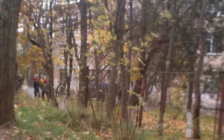 Дерево рухнуло на окна восьмой гимназии в Севастополе