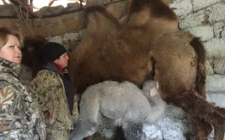 В «Сказке» верблюжонка назвали в честь воссоединения с Россией 