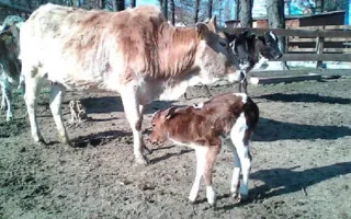 В парке миниатюр Бахчисарая родилась карликовая коровка