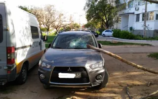 Деревья против машин: Сухая ветка разбила стекло «Митсубиси» 