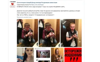 Мошенники выдают щенков, взятых из приюта, за породистых и продают