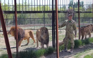В «Тайгане» выпустили львов из вольеров