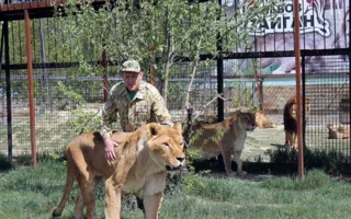 В «Тайгане» выпустили львов из вольеров