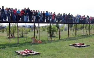 В «Тайгане» выпустили львов из вольеров