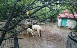 Зоопарк «Сказка»: реалии сегодняшнего дня 