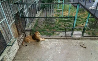 Зоопарк «Сказка»: реалии сегодняшнего дня 