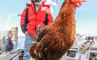 История путешествующего с курицей француза покорила мировые СМИ