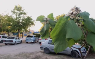 Горожане бьют тревогу: в проезжую часть превращают парк им. Ахматовой 