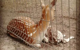 Детёныши европейской лани родились в Бахчисарайском парке