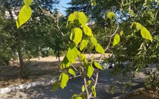 Юные деревья в севастопольском сквере гибнут без воды