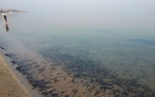 В Азовском море задыхается рыба: каково мнение эколога?