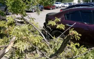 Упавшее дерево в Севастополе повредило два автомобиля