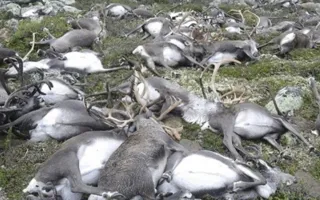 От удара молнии одновременно погибли 323 оленя в Норвегии (видео)