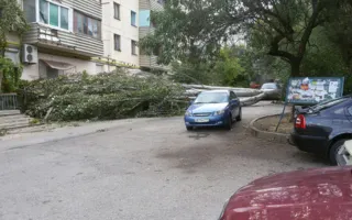 Сильным ветром повалило дерево в севастопольском дворе