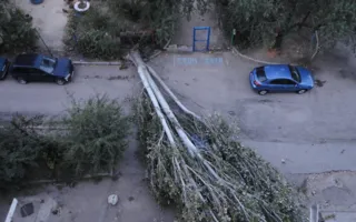 Сильным ветром повалило дерево в севастопольском дворе