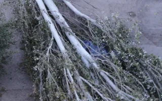 Сильным ветром повалило дерево в севастопольском дворе