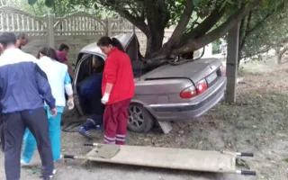 «Волга» «вросла» в дерево: водитель родился в рубашке