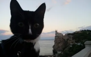 Кот-турист и российский альпинист покорили Эльбрус 