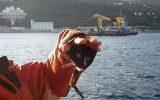 Кот-турист и российский альпинист покорили Эльбрус 