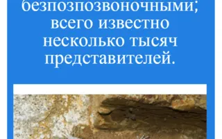 Знакомьтесь, нетопырь-пигмей, тюлень-монах и другие редкие виды
