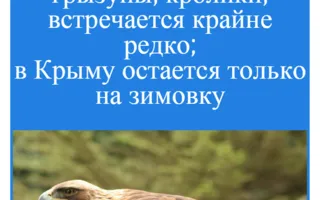 Знакомьтесь, нетопырь-пигмей, тюлень-монах и другие редкие виды