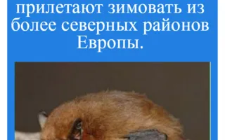 Знакомьтесь, нетопырь-пигмей, тюлень-монах и другие редкие виды