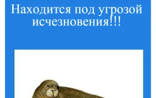 Знакомьтесь, нетопырь-пигмей, тюлень-монах и другие редкие виды