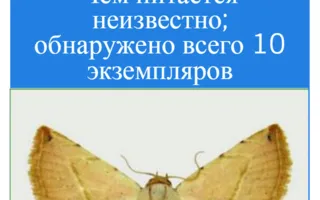 Знакомьтесь, нетопырь-пигмей, тюлень-монах и другие редкие виды