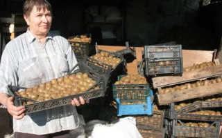 «Массандра» порадует крымчан собственной экзотикой