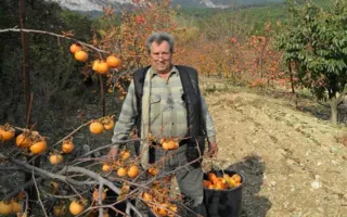 «Массандра» порадует крымчан собственной экзотикой