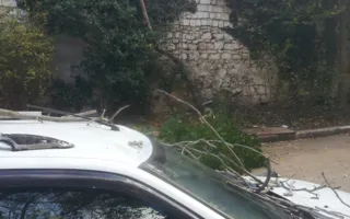 Упавшее дерево в Севастополе повредило автомобиль (фото)