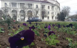 Накануне морозов на клумбы Севастополя высадили цветы (фото)