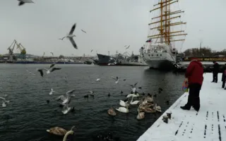 Графскую пристань Севастополя облюбовали лебеди
