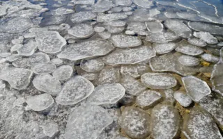 В бухте Омега от морозов и голода гибнут лебеди — надо помочь! (фото)