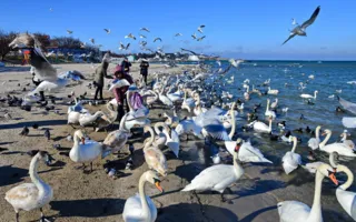 В бухте Омега от морозов и голода гибнут лебеди — надо помочь! (фото)