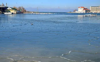 В бухте Омега от морозов и голода гибнут лебеди — надо помочь! (фото)