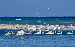 В бухте Омега от морозов и голода гибнут лебеди — надо помочь! (фото)