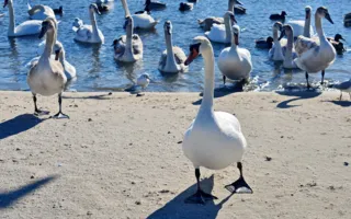 В бухте Омега от морозов и голода гибнут лебеди — надо помочь! (фото)