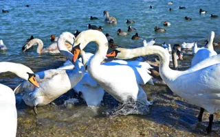 В бухте Омега от морозов и голода гибнут лебеди — надо помочь! (фото)