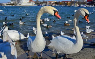 В бухте Омега от морозов и голода гибнут лебеди — надо помочь! (фото)