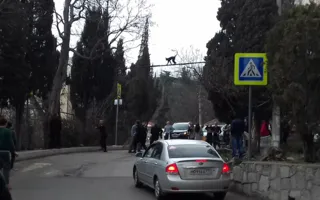 В Ялте ловили сбежавшую обезьяну — фото, видео