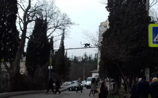 В Ялте ловили сбежавшую обезьяну — фото, видео