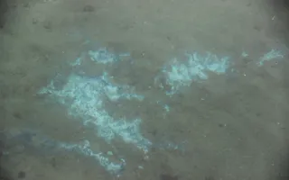 Дно моря в центре Севастополя покрыто странными пятнами — фотофакт