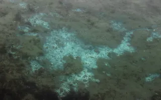Дно моря в центре Севастополя покрыто странными пятнами — фотофакт