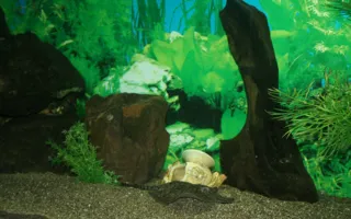 В Алуштинском аквариуме можно увидеть новорожденных скатов (фото)
