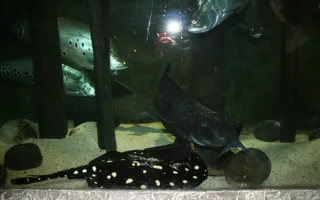 В Алуштинском аквариуме можно увидеть новорожденных скатов (фото)